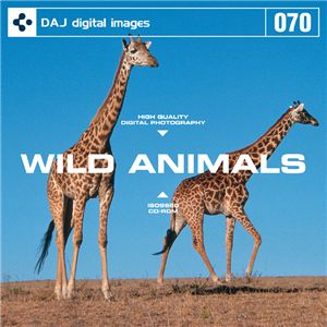 写真素材 DAJ070 ＷＩＬＤ ＡＮＩＭＡＬ 【野生の王国・アフリカ】