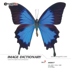 写真素材 imageDJ Image Dictionary Vol.7 昆虫標本