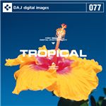 写真素材 DAJ077 TROPICAL 【トロピカルライフ】