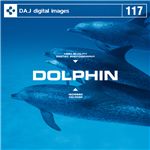 写真素材 DAJ117 DOLPHIN 【イルカ】