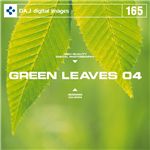 写真素材 DAJ165 GREEN LEAVES 04 【フレッシュな新緑イメージ 04】