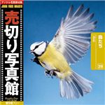 写真素材 売切り写真館 JFI Vol.029 鳥たち Birds