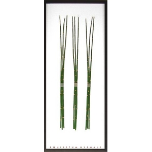 《リーフパネル》Equisetum hyemale(トクサ/砥草/木賊)