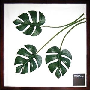 《リーフパネル》Monstera deliciosa(モンステラ デリシオサ) タイプ4 【サイズ 525x525x30mm】