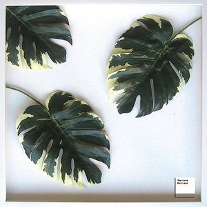 《リーフパネル》Monstera deliciosa(モンステラ デリシオサ) タイプ6 【サイズ 625x625x30mm】