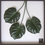 《リーフパネル》Monstera deliciosa(モンステラ デリシオサ) タイプ9 【サイズ 725x725x30mm】