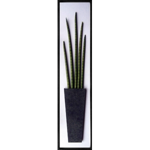 《リーフパネル》Sansevieria stuckyi(サンセベリア・スタッキー/筒千歳蘭)