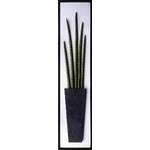 《リーフパネル》Sansevieria stuckyi(サンセベリア・スタッキー/筒千歳蘭)