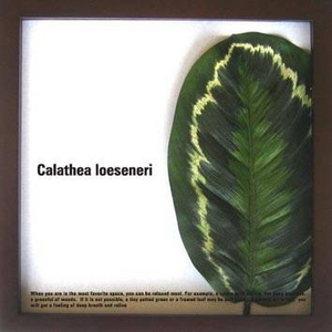 《リーフパネル》Calathea Loeseneri(カラテア・ロエセネリ )