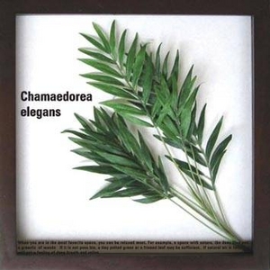 《リーフパネル》Chamaedorea elegans(テーブルヤシ)