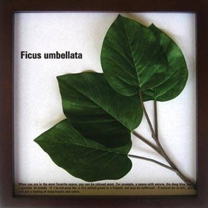 《リーフパネル》Ficus Umbellata(フィカス ウンベラータ) タイプ3 【サイズ 325x325x20mm】