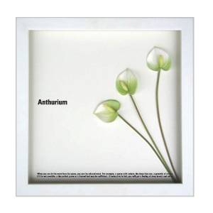 《フラワーフレーム》F-style Frame Anthurium /white(アンスリウム/ホワイト)