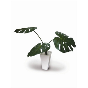 《人工観葉植物・造花》Monstera Deliciosa/GR(モンステラ デリシオサ)