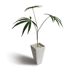 《人工観葉植物・造花》Cannabis sativa(ヘンプ/大麻)