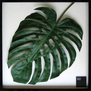 《リーフパネル》F-style Frame Monstera deliciosa(モンステラ・デリシオサ)