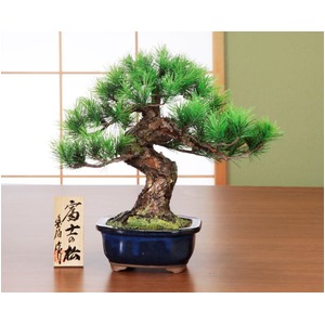  鈴木豊伯 吉祥工芸盆栽 富士の松 